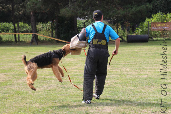 Airedale Terrier Hündin Alma